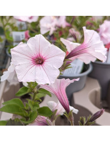 Petunia Vista Silverberry (0.8lt)