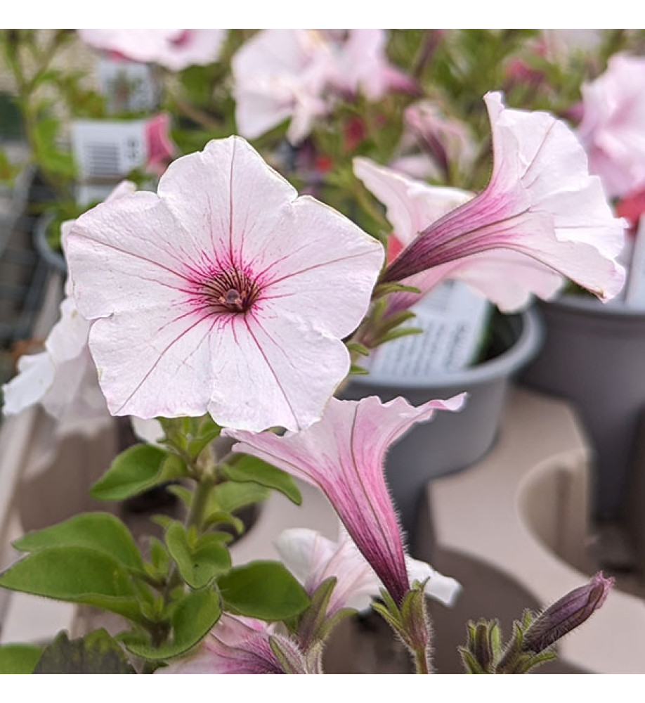 Petunia Vista Silverberry (0.8lt)