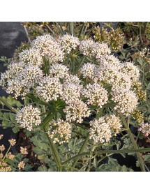 Peucedanum cervaria (2lt)