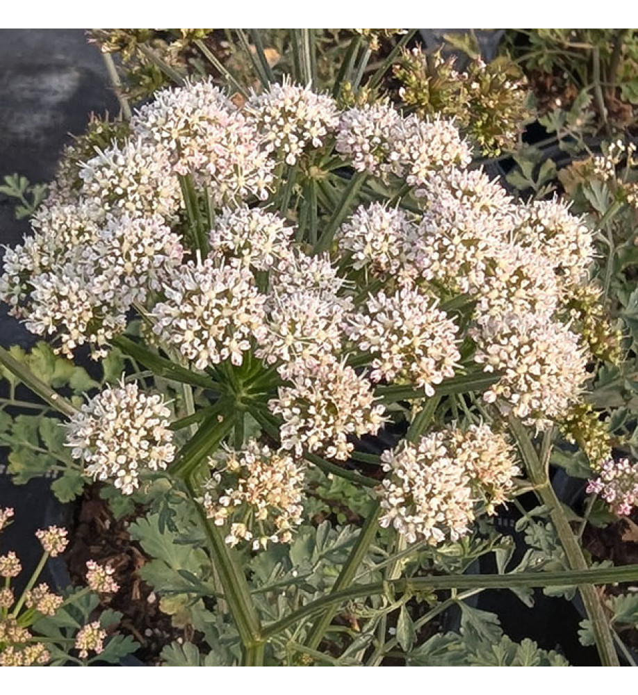 Peucedanum cervaria (2lt)