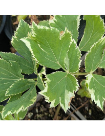 Peucedanum ostruthium Daphnis (0.8lt)
