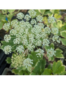 Peucedanum ostruthium Daphnis (0.8lt)