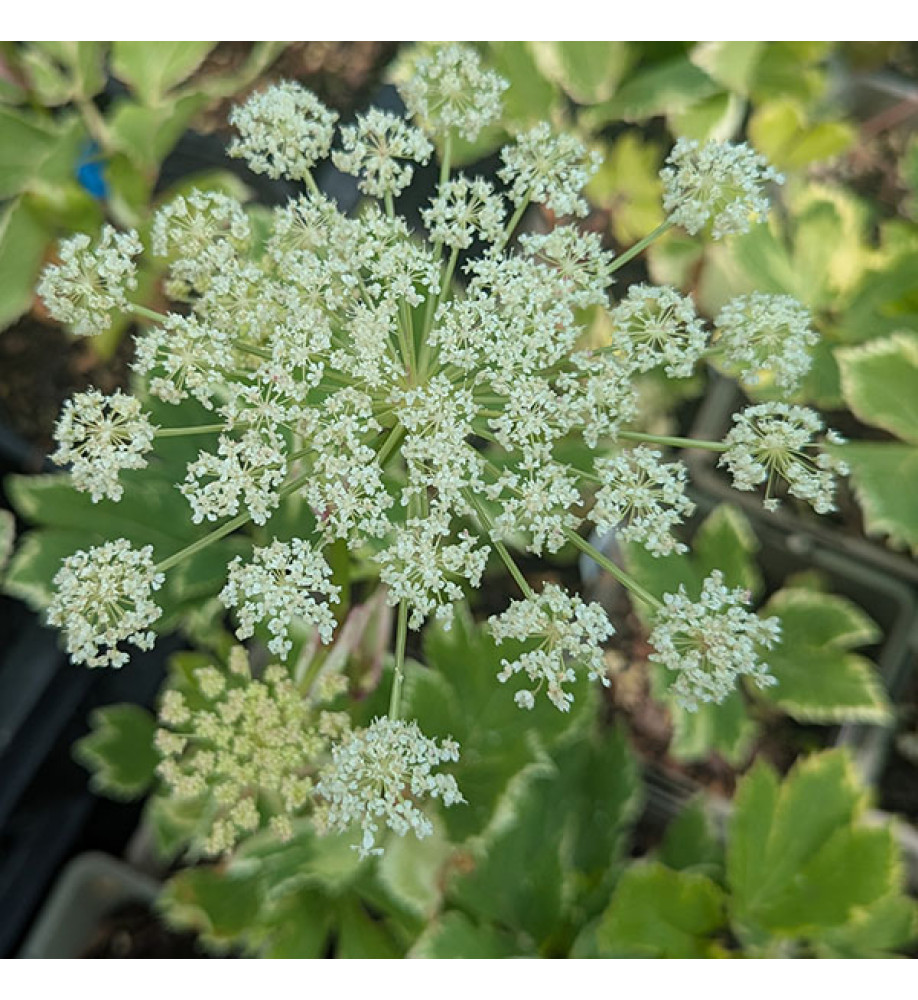 Peucedanum ostruthium Daphnis (0.8lt)