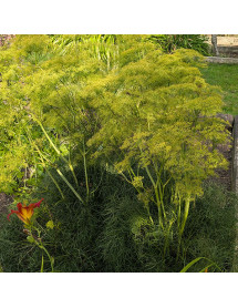 Peucedanum officionale (1.5lt)