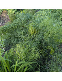 Peucedanum officionale (1.5lt)
