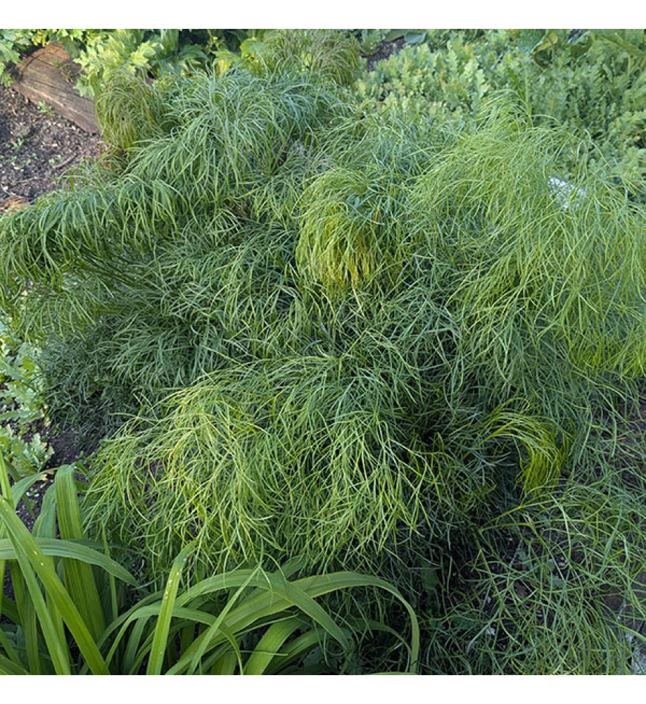 Peucedanum officionale (1.5lt)