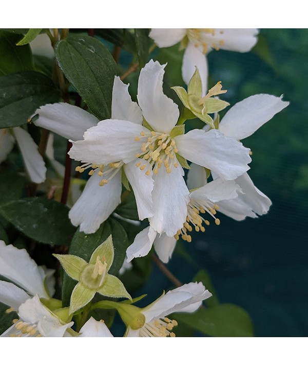 Philadelphus Erectus (3lt) Philadelphus Erectus (3lt)