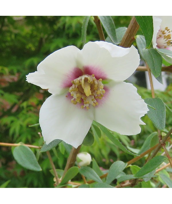 Philadelphus maculatus Mexican Jewel (5lt) Philadelphus maculatus Mexican Jewel (5lt)