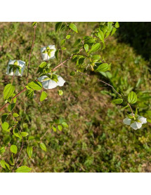 Philadelphus mexicanus Rose Syringa (5lt) Philadelphus mexicanus Rose Syringa (5lt)