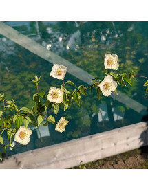 Philadelphus mexicanus Rose Syringa (5lt) Philadelphus mexicanus Rose Syringa (5lt)