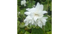 Philadelphus microphyllus Minnesota Snowflake (3lt)
