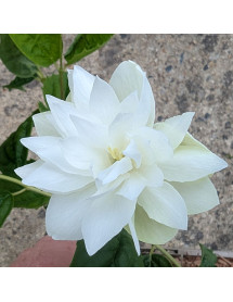Philadelphus Pearls of Perfume (4.5lt) Philadelphus Pearls of Perfume (4.5lt)