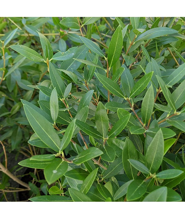 Phillyrea angustifolia (7.5lt)