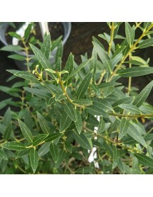 Phillyrea angustifolia rosmarinifolia (7.5lt) Phillyrea angustifolia rosmarinifolia (7.5lt)