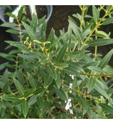 Phillyrea angustifolia rosmarinifolia (7.5lt) Phillyrea angustifolia rosmarinifolia (7.5lt)