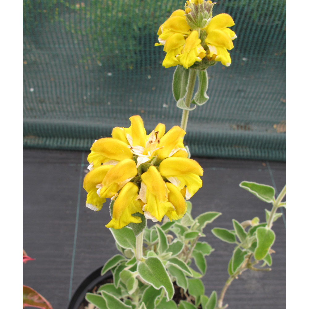Phlomis anatolica Lloyd's Variety (3lt)