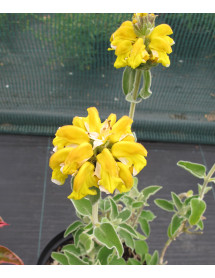 Phlomis anatolica Lloyd's Variety (3lt)