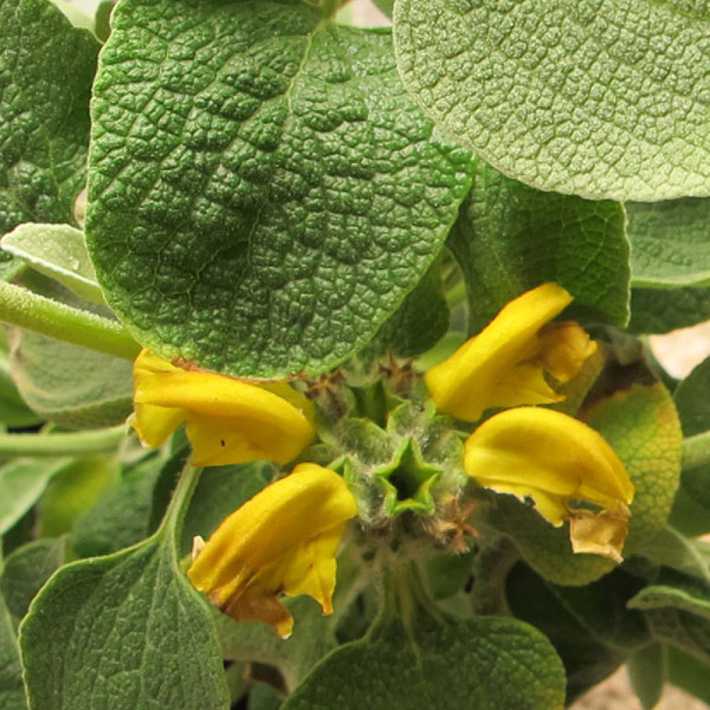Phlomis chrysophylla (3lt)