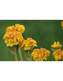 Phlomis fruticosa (3lt) Phlomis fruticosa (3lt)