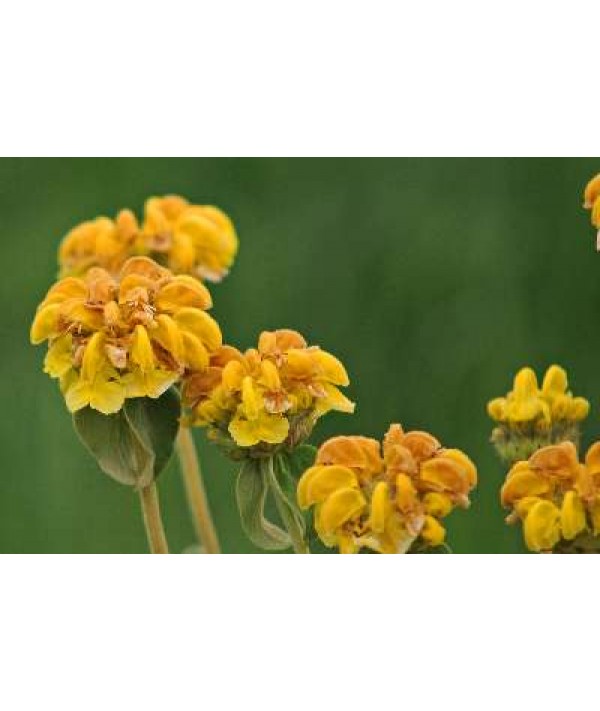 Phlomis fruticosa (1lt) Phlomis fruticosa (1lt)