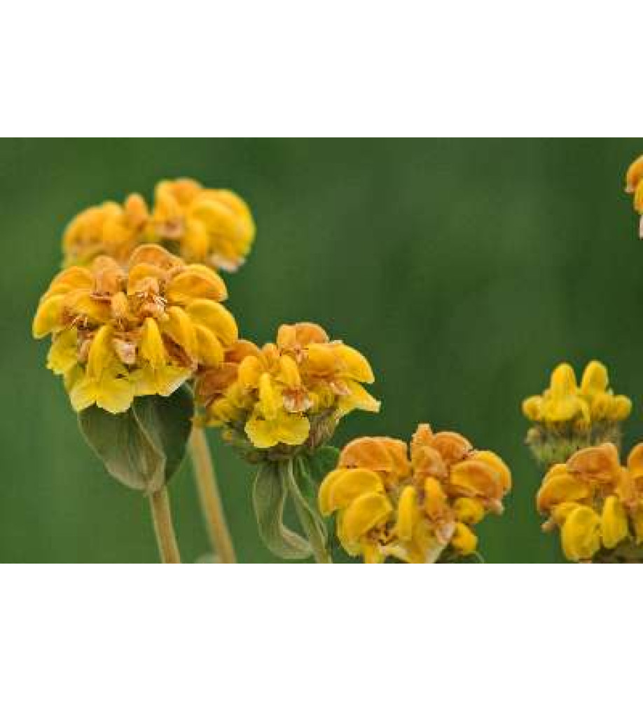 Phlomis fruticosa (3lt)