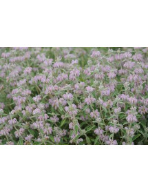 Phlomis italica (3lt)