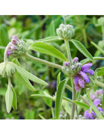Phlomis italica (3lt)