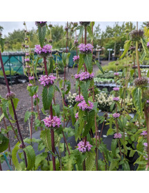 Phlomis tuberosa  Amazone (1lt)