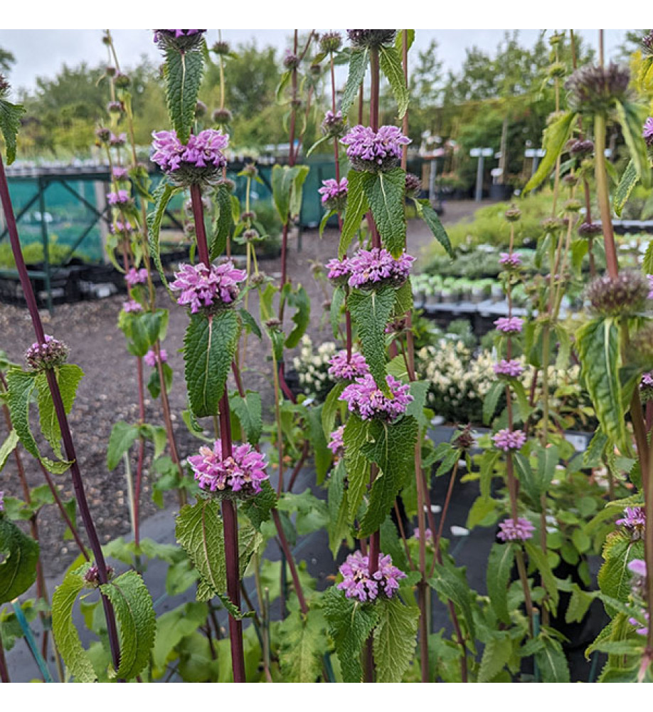 Phlomis tuberosa  Amazone (1lt)