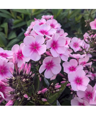 Phlox paniculata Bright Eyes (1lt)