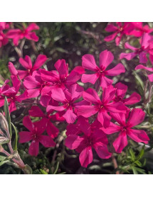 Phlox douglasii Crackerjack (0.8lt) Phlox douglasii Crackerjack (0.8lt)