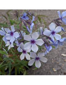 Phlox divaricata laphamii Chattahoochee (2lt)