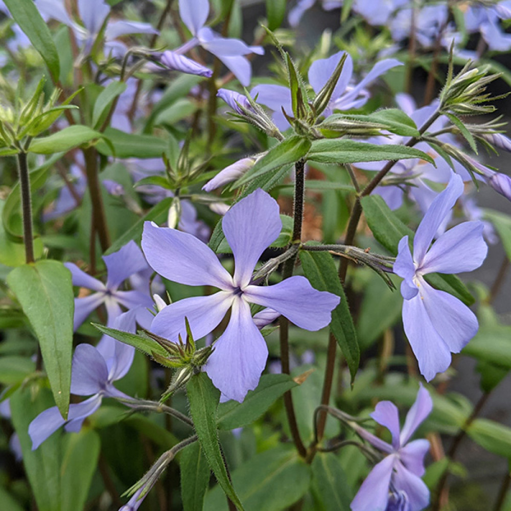 Phlox divaricata Clouds of Perfume (1.5lt)