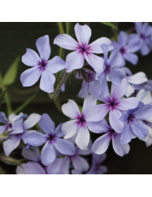 Phlox divaricata laphamii Chattahoochee (2lt)