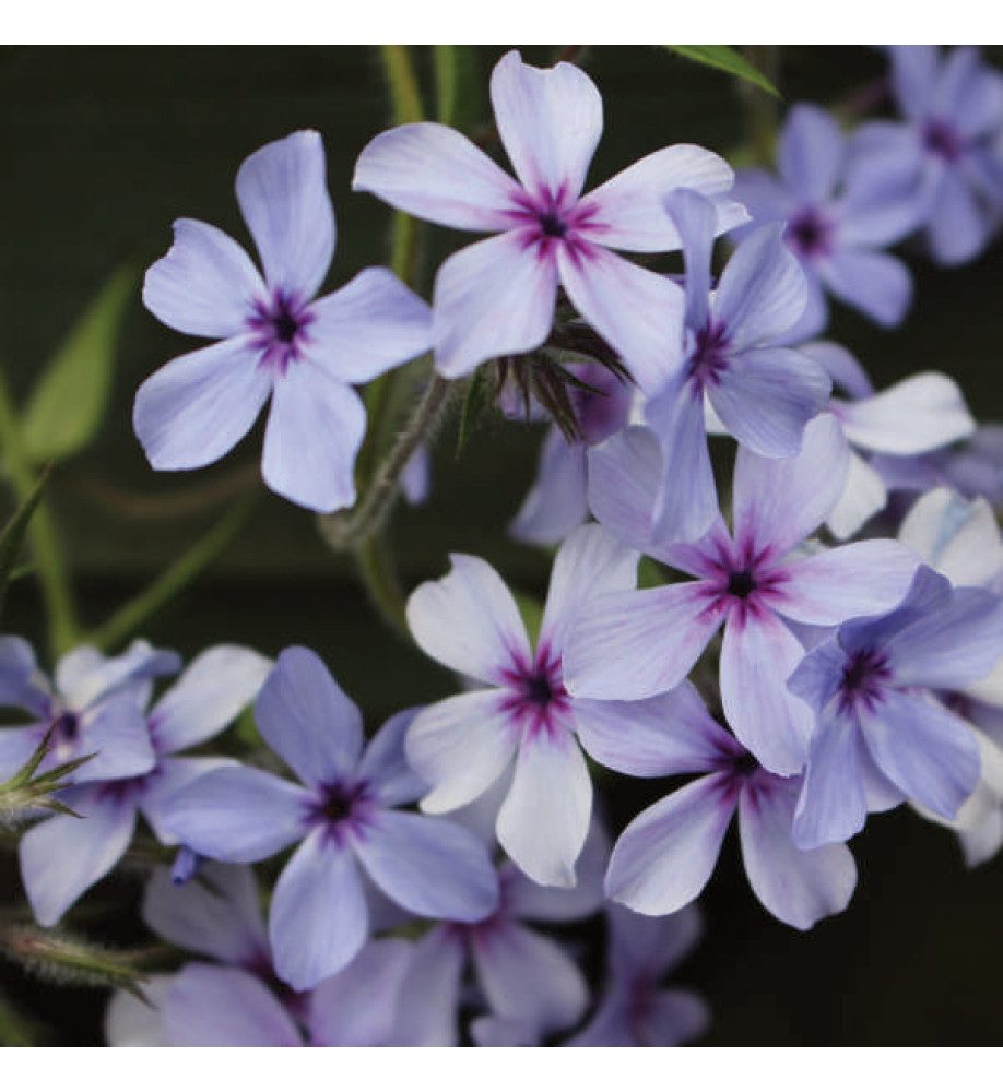 Phlox divaricata laphamii Chattahoochee (2lt)