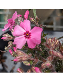 Phlox subulata GoldiPhlox Cherry (0.8lt)