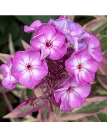 Phlox paniculata Olympus (0.8lt)
