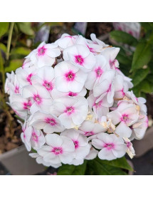 Phlox paniculata Bambini Bullseye (1lt) Phlox paniculata Bambini Bullseye (1lt)