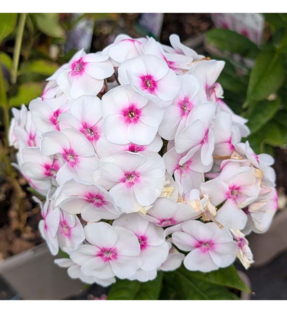 Phlox paniculata Bambini Bullseye (1lt)