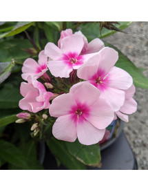Phlox paniculata Bright Eyes (1lt)