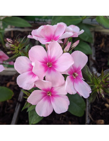 Phlox paniculata Bright Eyes (1lt)
