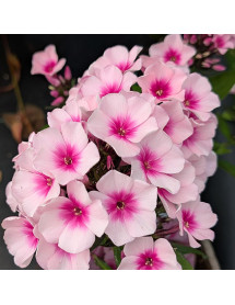 Phlox paniculata Bright Eyes (1lt)