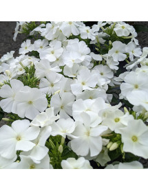 Phlox paniculata David (3lt)