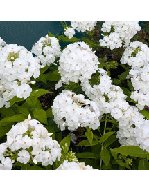 Phlox paniculata David (3lt)