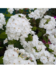 Phlox paniculata David (3lt)