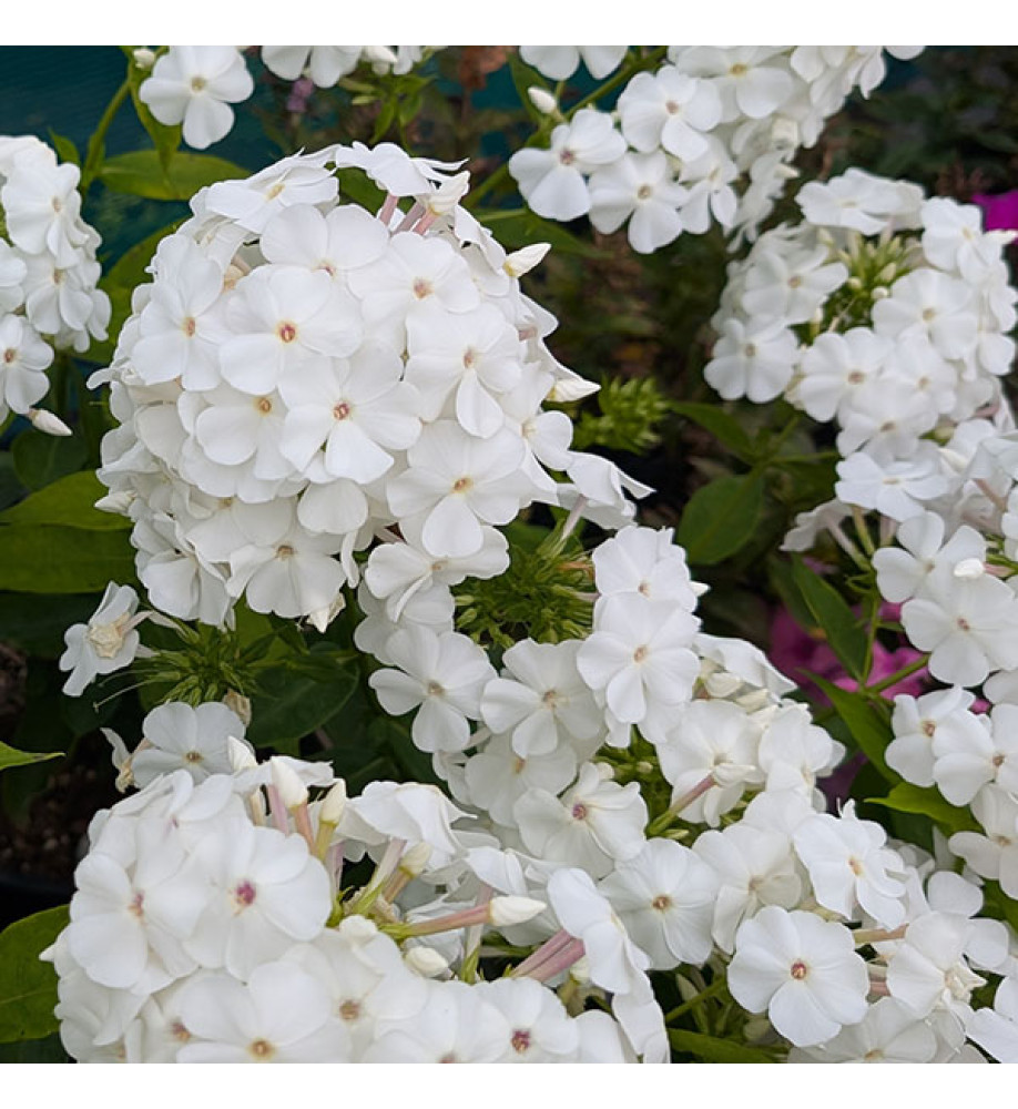 Phlox paniculata David (3lt)