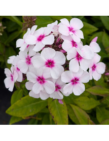 Phlox paniculata Famous White Eye (3lt)