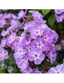 Phlox paniculata Flatscreen Lilac White (3lt)