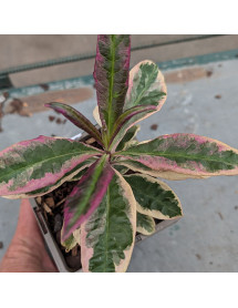 Phlox paniculata Olympus (0.8lt)
