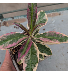 Phlox paniculata Olympus (0.8lt)